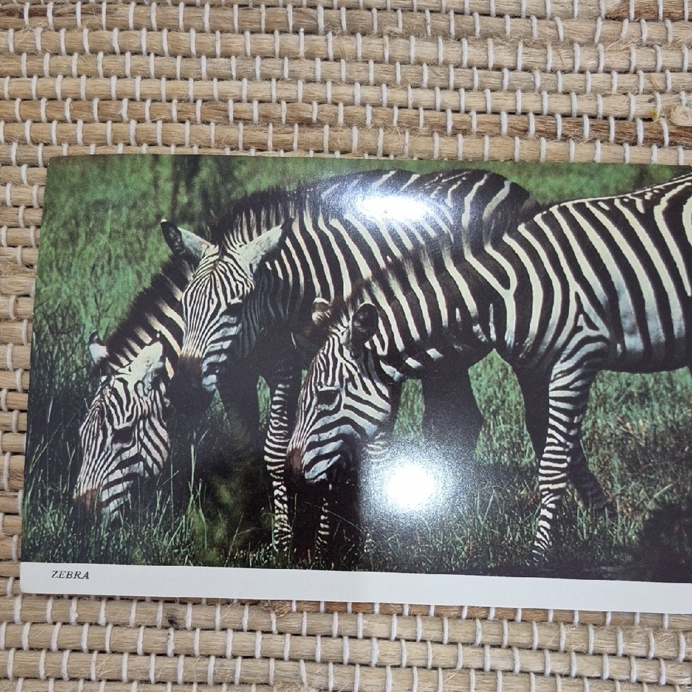 Vintage Lion Country Safari Post Card